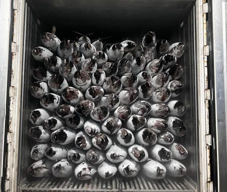 cv genesis pacific marine yellowfin tuna indonesia.2