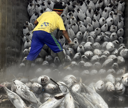 cv genesis pacific marine yellowfin tuna indonesia.6