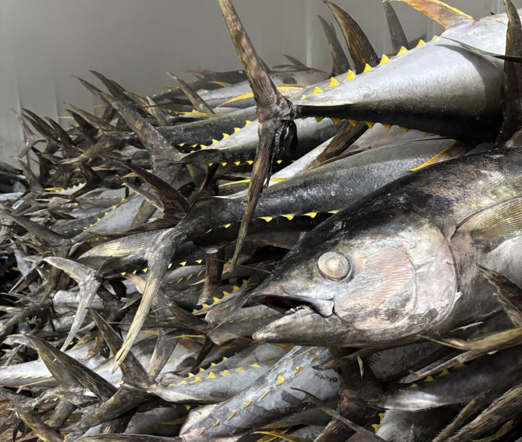 tuna genesis pacific marine