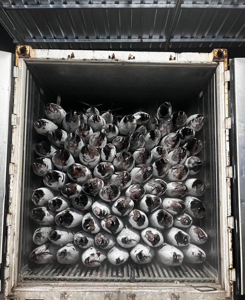 yellofin tuna cv.genesis pacific marine yellofin tuna cv.genesis pacific marine