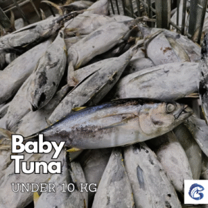 CV GENESIS PACIFIC MARINE - - seafood supplier indonesia - Tuna supplier indonesia - frozen tuna supplier indonesia - indonesia tuna exporter - Yellowfin tuna supplier indonesia - Frosen tuna indonesia - EU approved tuna supplier indonesia - HACCP tuna supplier indonesia - frozen tuna loin indoneisa - bulk tuna supplier indonesia