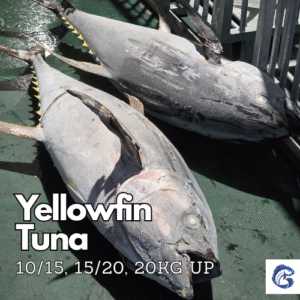 CV GENESIS PACIFIC MARINE - - seafood supplier indonesia - Tuna supplier indonesia - frozen tuna supplier indonesia - indonesia tuna exporter - Yellowfin tuna supplier indonesia - Frosen tuna indonesia - EU approved tuna supplier indonesia - HACCP tuna supplier indonesia - frozen tuna loin indoneisa - bulk tuna supplier indonesia