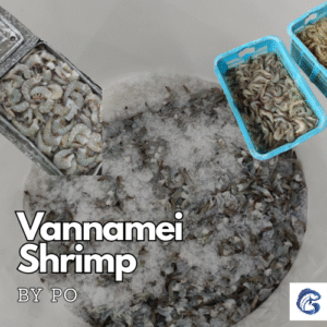 CV GENESIS PACIFIC MARINE - - seafood supplier indonesia - Tuna supplier indonesia - frozen tuna supplier indonesia - indonesia tuna exporter - Yellowfin tuna supplier indonesia - Frosen tuna indonesia - EU approved tuna supplier indonesia - HACCP tuna supplier indonesia - frozen tuna loin indoneisa - bulk tuna supplier indonesia