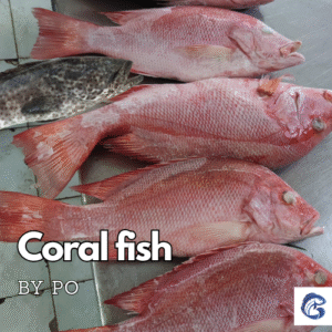 CV GENESIS PACIFIC MARINE - - seafood supplier indonesia - Tuna supplier indonesia - frozen tuna supplier indonesia - indonesia tuna exporter - Yellowfin tuna supplier indonesia - Frosen tuna indonesia - EU approved tuna supplier indonesia - HACCP tuna supplier indonesia - frozen tuna loin indoneisa - bulk tuna supplier indonesia